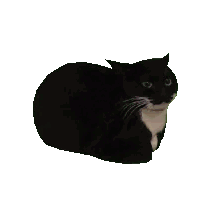 spinning cat